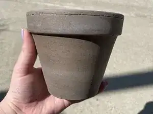 Comment propager une plante succulente