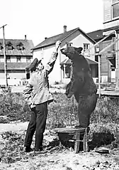 Avison feeding bear VPL 6699