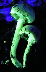Fluorescence du même champignon éclairé en lumière ultraviolette