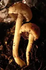 Champignon fluorescent éclairé en lumière visible