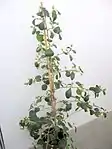 Ficus deltoidea.