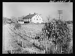 Fodder stacked in a field