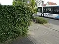 Danger d'accident causé par des plantes grimpantes qui bouchent la vue sur une piste cyclable à Steinfurt, en Allemagne.