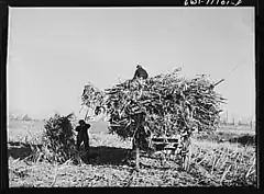 Loading fodder on a farm