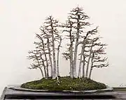 Bonsaïs d'érables sur une simple plaque sans pot