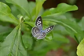 Dessus d'une femelle.