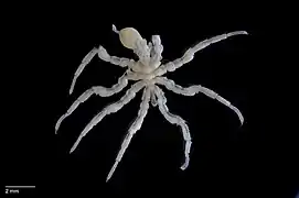 Ascorhynchus compactus (Ammotheidae)