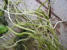 Rhizome et racines : ceux-ci sont très probablement ceux de Apium nodiflorum, beaucoup plus stolonifère et robuste que Berula erecta