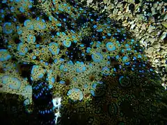 Détail de l’œil et des rosettes