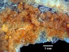 Botrylloides diegensis