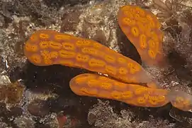 Botrylloides perspicuus