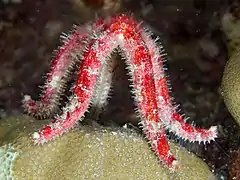 En position de reproduction.