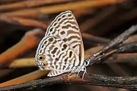 Leptotes pirithous