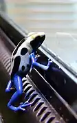 Dendrobates tinctorius "Cobalt" (mâle)