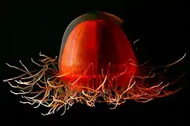 Crossota  sp., une Trachymedusae.