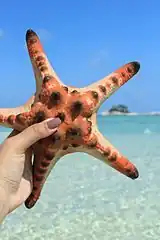 Spécimen tenu en mains par un touriste.