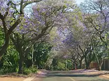 Rues bordées de jacarandas, quartier de Waterkloof.