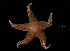 Leptychaster magnificus