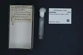 Parvioris fulvescens.