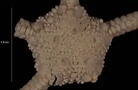 Ophiura ossiculata (USNM)