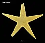 Psilaster acuminatus (USNM)