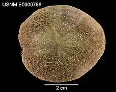 Test de Spatangus californicus