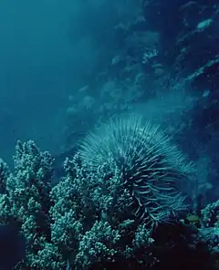 Une acanthaster éjecte sa semence, juchée en haut d'un bloc